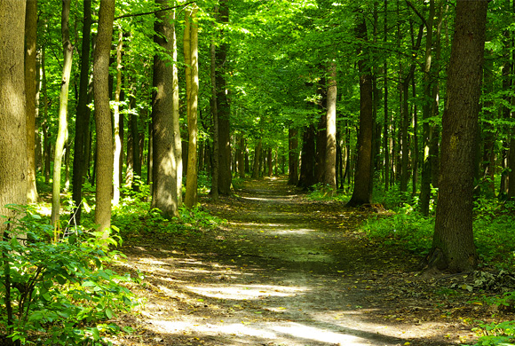 La forêt, un bien précieux à protéger