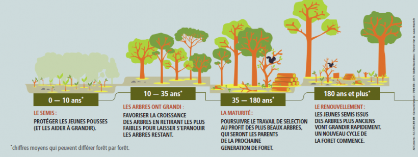 étapes intervention en forêt