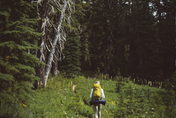 Arbres morts ou dépérissant sur pied… de multiples causes possibles