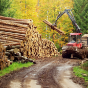 Immersion dans un chantier forestier