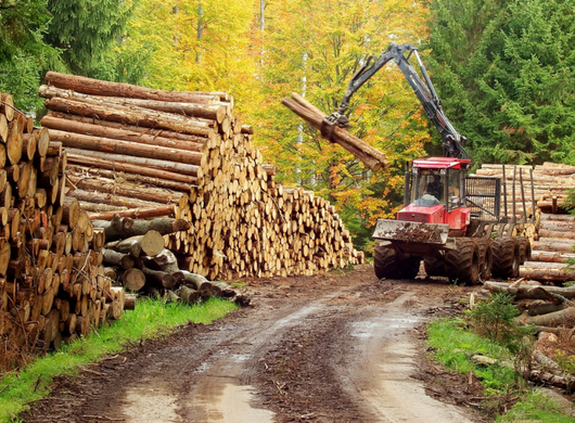 Immersion dans un chantier forestier Immersion dans un chantier forestier