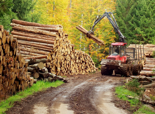 Exploitation forestière et promenades en forêt : des règles de sécurité à respecter