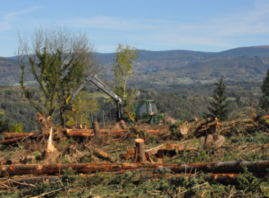 La Coupe Rase, ennemie de la Forêt ? La Coupe Rase, ennemie de la Forêt ?
