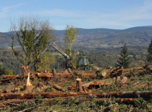 La Coupe Rase, ennemie de la Forêt ?