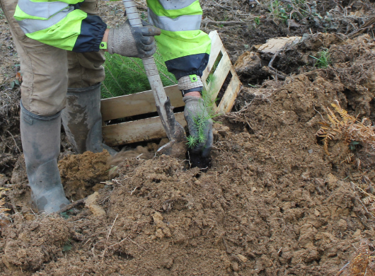 S’engager pour la forêt de demain S’engager pour la forêt de demain