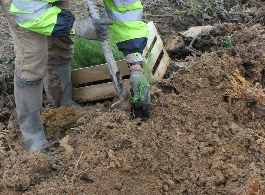 S’engager pour la forêt de demain