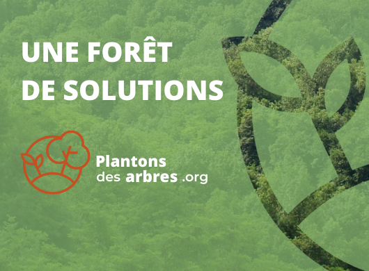 Découvrez www.plantonsdesarbres.org : Une forêt de solutions