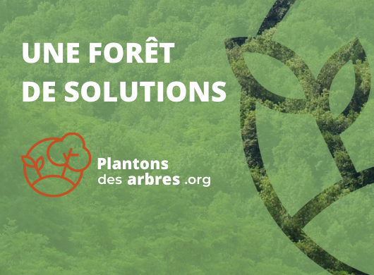 Découvrez www.plantonsdesarbres.org : Une forêt de solutions Découvrez www.plantonsdesarbres.org : Une forêt de solutions
