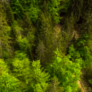 La santé de nos forêts