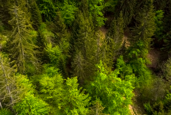 La santé de nos forêts La santé de nos forêts