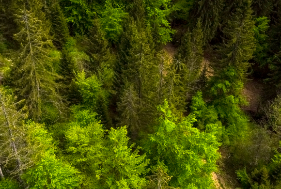 La santé de nos forêts