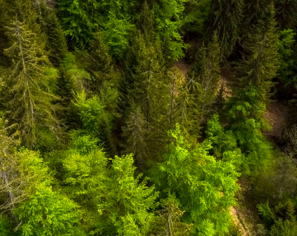 La santé de nos forêts