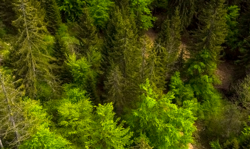 La santé de nos forêts La santé de nos forêts