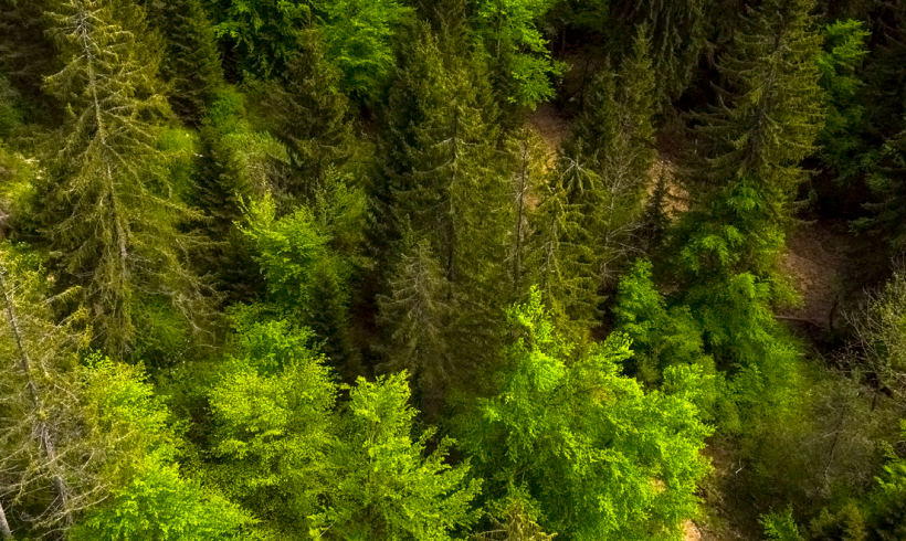 La santé de nos forêts