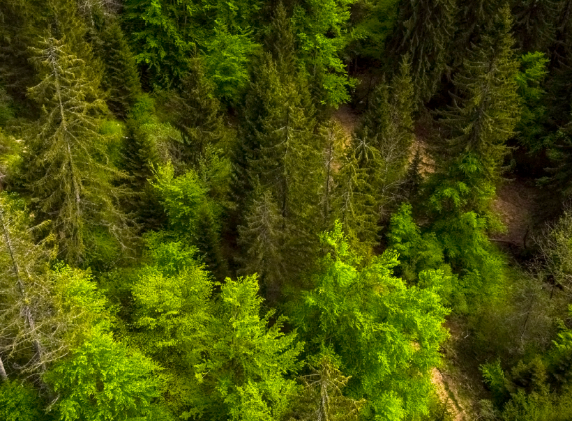 La santé de nos forêts