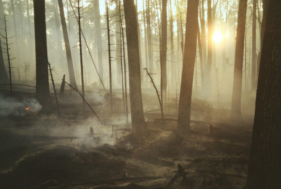 Les effets du réchauffement climatique sur la forêt Les effets du réchauffement climatique sur la forêt