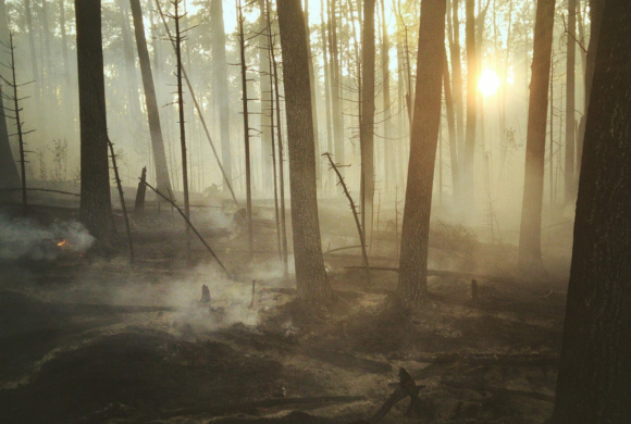 Les effets du réchauffement climatique sur la forêt