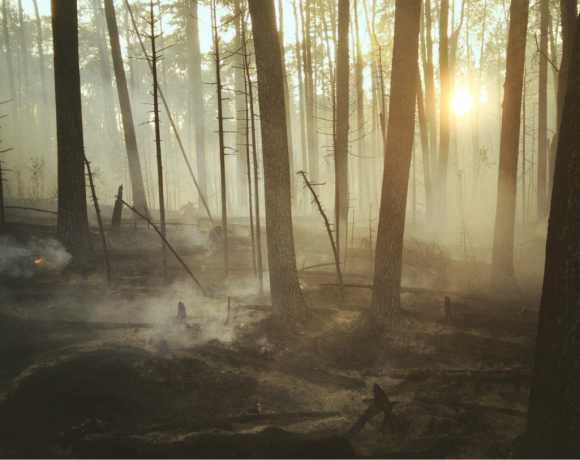 Les effets du réchauffement climatique sur la forêt