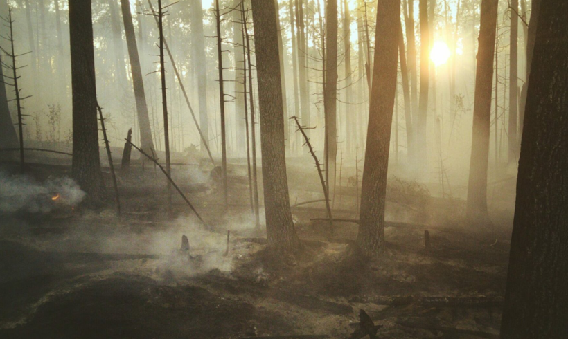 Les effets du réchauffement climatique sur la forêt