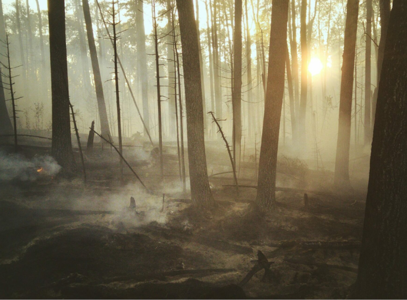 Les effets du réchauffement climatique sur la forêt