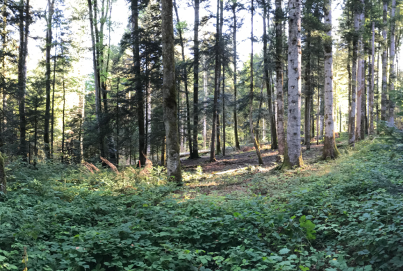 Évolution de la diversité des essences d’arbres