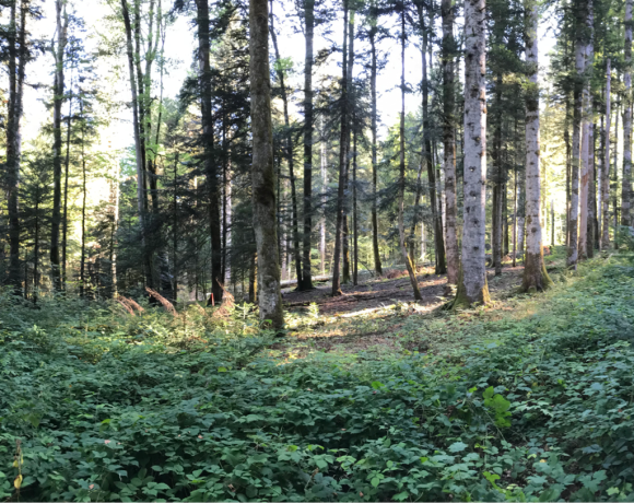 Évolution de la diversité des essences d’arbres