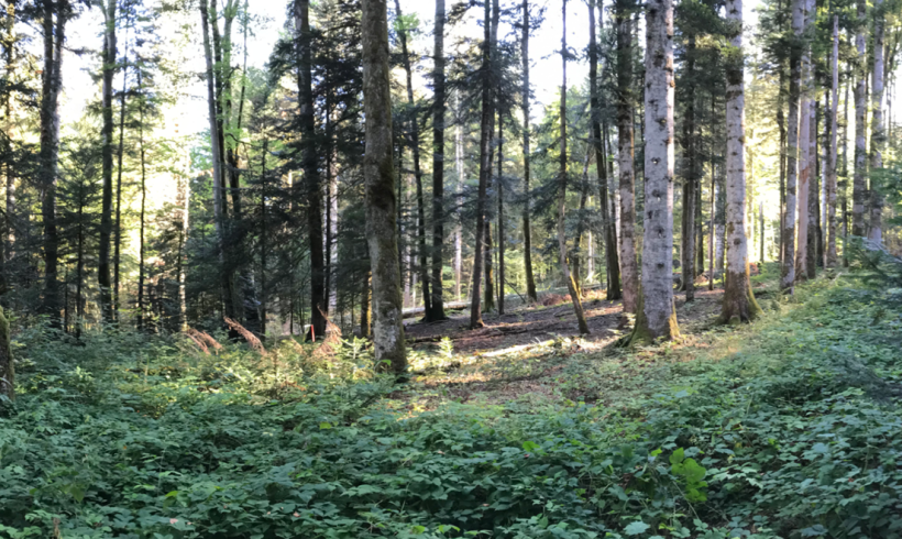 Évolution de la diversité des essences d’arbres Évolution de la diversité des essences d’arbres