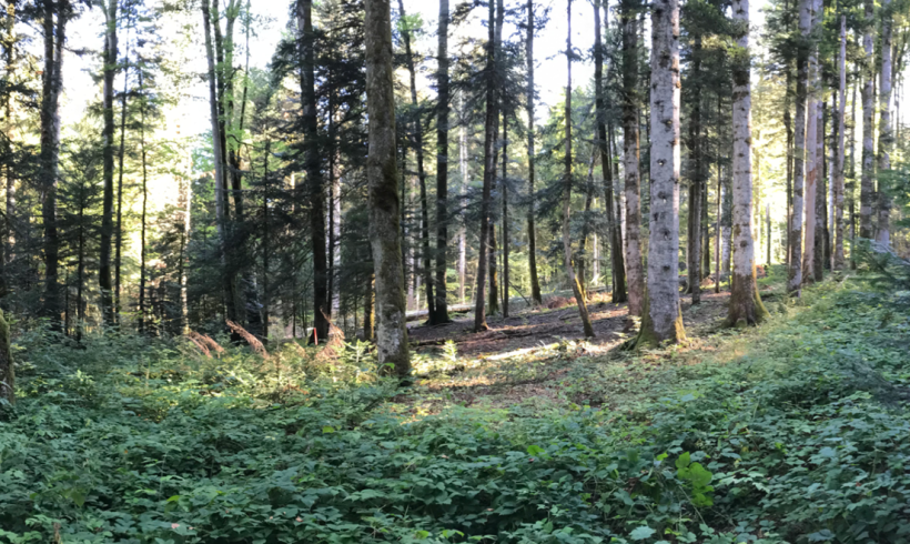 Évolution de la diversité des essences d’arbres