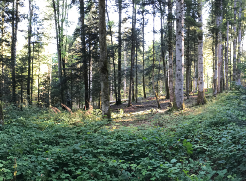 Évolution de la diversité des essences d’arbres