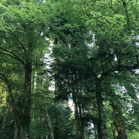 55 rendez-vous en Auvergne-Rhône-Alpes pour la Journée internationale des forêts