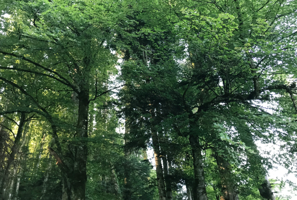 55 rendez-vous en Auvergne-Rhône-Alpes pour la Journée internationale des forêts 55 rendez-vous en Auvergne-Rhône-Alpes pour la Journée internationale des forêts