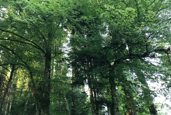 55 rendez-vous en Auvergne-Rhône-Alpes pour la Journée internationale des forêts