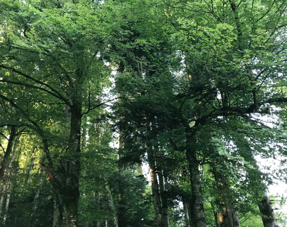 55 rendez-vous en Auvergne-Rhône-Alpes pour la Journée internationale des forêts