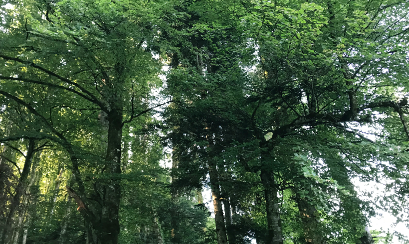 55 rendez-vous en Auvergne-Rhône-Alpes pour la Journée internationale des forêts 55 rendez-vous en Auvergne-Rhône-Alpes pour la Journée internationale des forêts