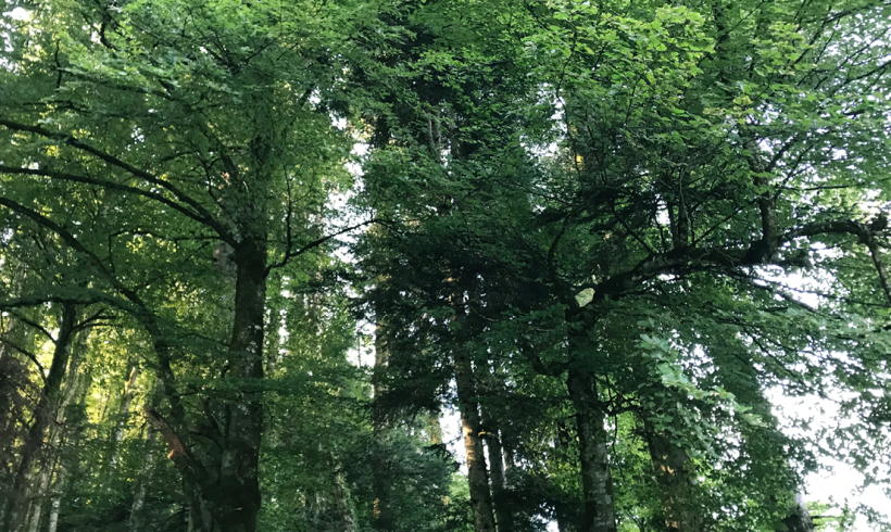 55 rendez-vous en Auvergne-Rhône-Alpes pour la Journée internationale des forêts