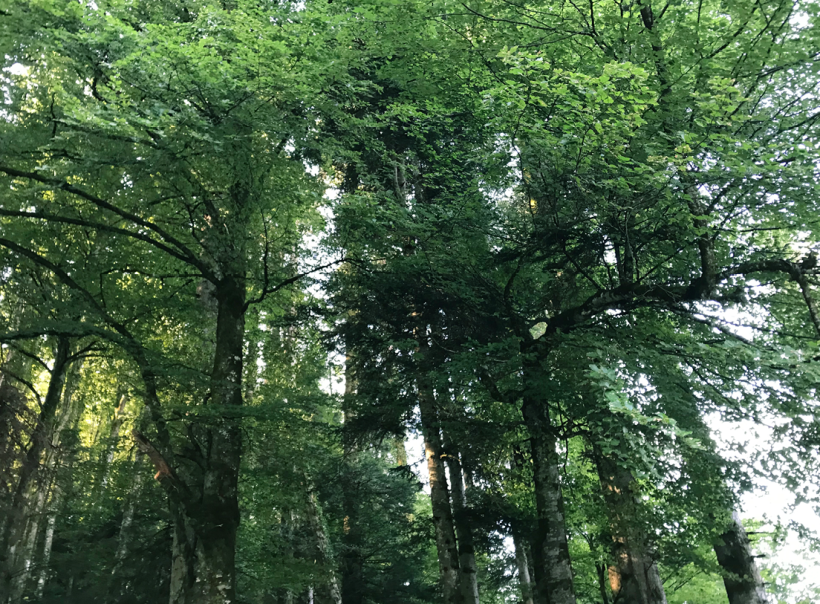 55 rendez-vous en Auvergne-Rhône-Alpes pour la Journée internationale des forêts