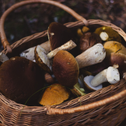 Ramasser du bois, des fruits et des champignons en forêt, quelques règles à respecter
