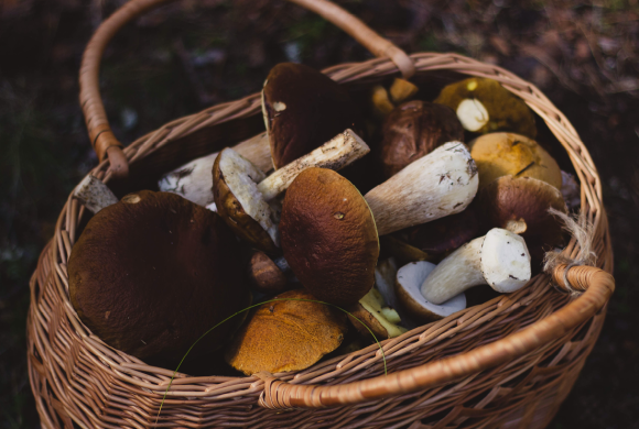 Ramasser du bois, des fruits et des champignons en forêt, quelques règles à respecter