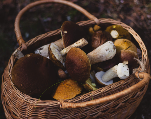 Ramasser du bois, des fruits et des champignons en forêt, quelques règles à respecter