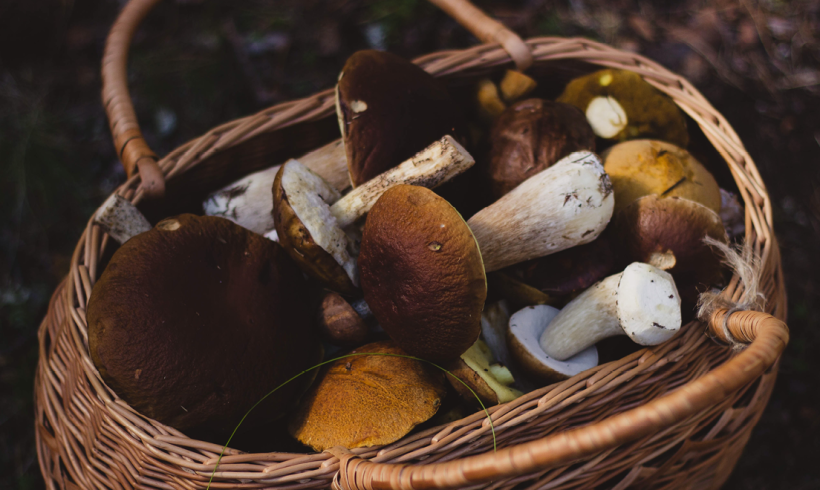 Ramasser du bois, des fruits et des champignons en forêt, quelques règles à respecter