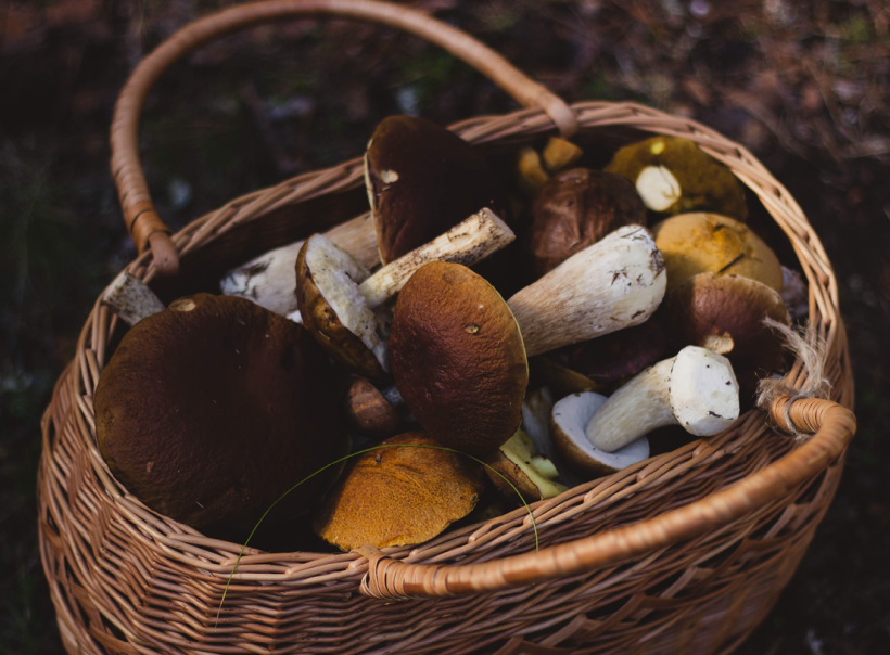 Ramasser du bois, des fruits et des champignons en forêt, quelques règles à respecter