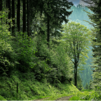 Gestion durable de la forêt en Auvergne-Rhône-Alpes : défis, solutions et regroupements fonciers
