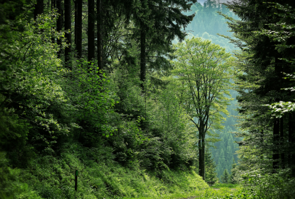 Gestion durable de la forêt en Auvergne-Rhône-Alpes : défis, solutions et regroupements fonciers