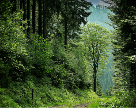 Gestion durable de la forêt en Auvergne-Rhône-Alpes : défis, solutions et regroupements fonciers