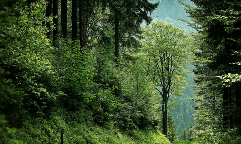 Gestion durable de la forêt en Auvergne-Rhône-Alpes : défis, solutions et regroupements fonciers