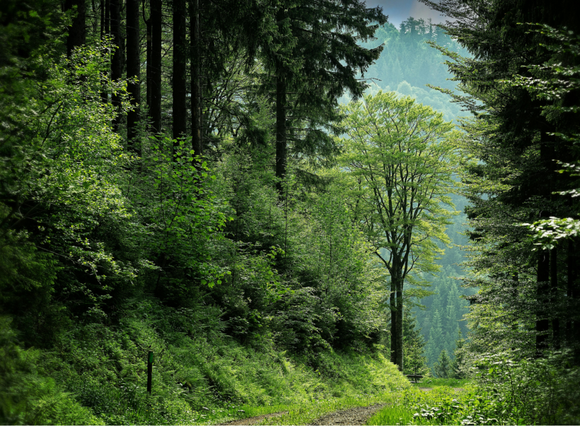 Gestion durable de la forêt en Auvergne-Rhône-Alpes : défis, solutions et regroupements fonciers