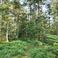 Découverte du Sapin Pectiné en Auvergne-Rhône-Alpes