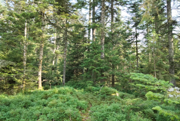 Découverte du Sapin Pectiné en Auvergne-Rhône-Alpes