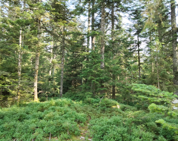 Découverte du Sapin Pectiné en Auvergne-Rhône-Alpes