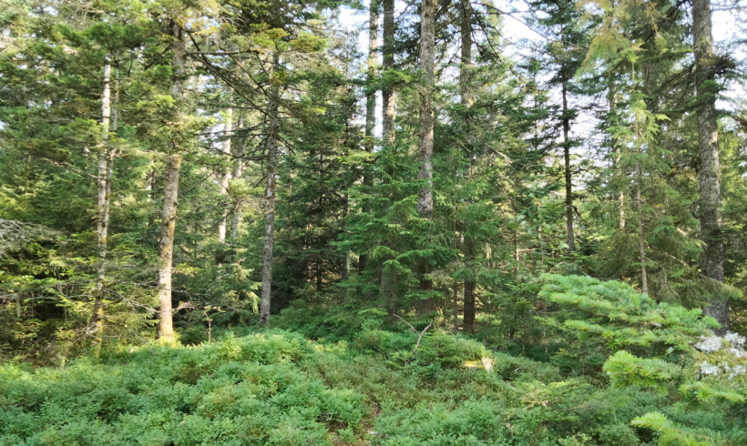 Découverte du Sapin Pectiné en Auvergne-Rhône-Alpes